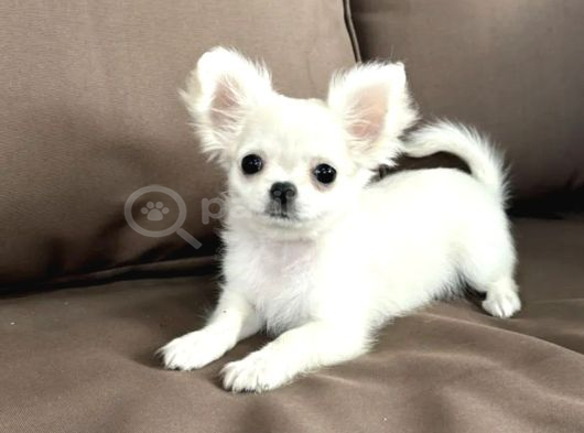 Seçkin Beyaz Chihuahua