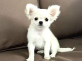 Seçkin Beyaz Chihuahua