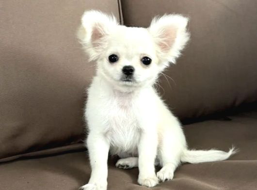 Seçkin Beyaz Chihuahua görsel