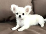 Seçkin Beyaz Chihuahua