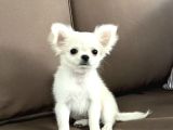 Seçkin Beyaz Chihuahua