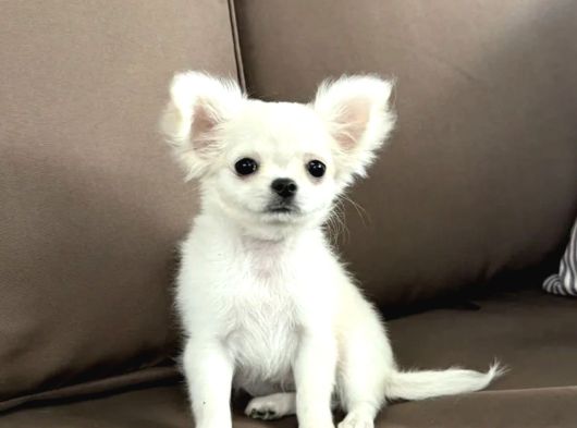 Seçkin Beyaz Chihuahua görsel