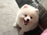 22 Ocak Doğumlu Safkan Pomeranian Çipli Aşılı Izmir