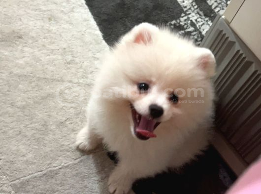 22 Ocak Doğumlu Safkan Pomeranian Çipli Aşılı Izmir görsel