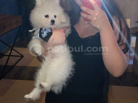 22 Ocak Doğumlu Safkan Pomeranian Çipli Aşılı Izmir