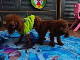 Görüntülü Aramaya Açık Sağlıklı Özel Toy Poodle Yavruları