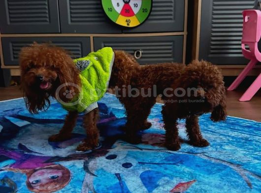 Görüntülü Aramaya Açık Sağlıklı Özel Toy Poodle Yavruları görsel