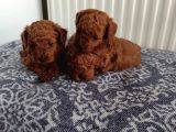 Görüntülü Aramaya Açık Sağlıklı Özel Toy Poodle Yavruları