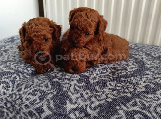 Görüntülü Aramaya Açık Sağlıklı Özel Toy Poodle Yavruları görsel
