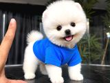 Irkinin En Mükemmeli̇ Pomeranian Boo Yavrulari