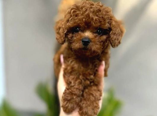 Safkan Şecereli Toy Poodle Yavrularım