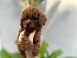 Safkan Şecereli Toy Poodle Yavrularım