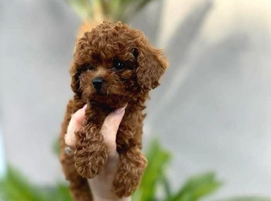 Safkan Şecereli Toy Poodle Yavrularım görsel