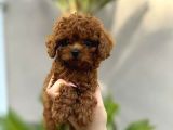 Safkan Şecereli Toy Poodle Yavrularım