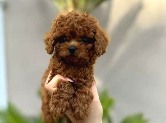Safkan Şecereli Toy Poodle Yavrularım görsel