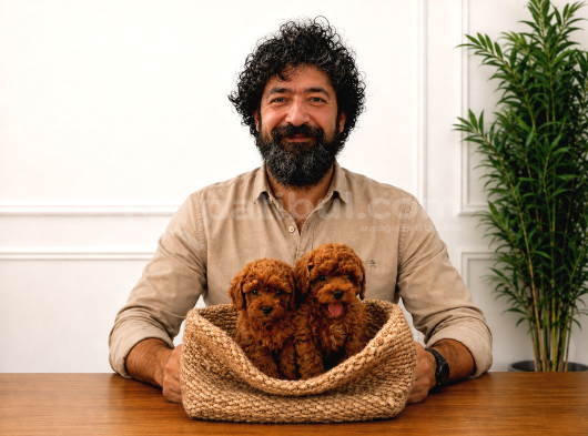 A Şecereli Toy Poodle Yavrularımız Sağlık ve ırk garantili