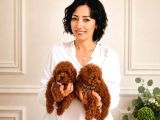 A Scrli Ev Üretimi Toy Poodle Yavrularimiz