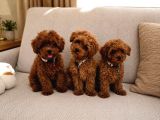 A Scrli Ev Üretimi Toy Poodle Yavrularimiz