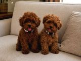 A Scrli Ev Üretimi Toy Poodle Yavrularimiz