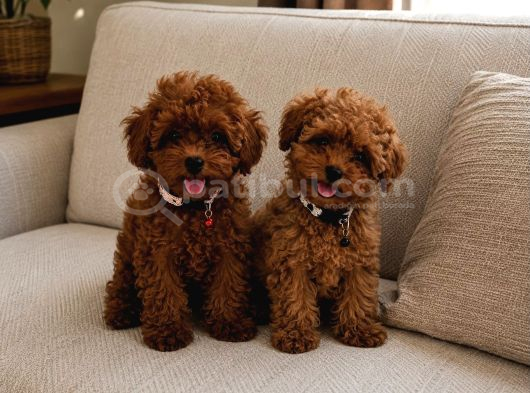 A Scrli Ev Üretimi Toy Poodle Yavrularimiz görsel