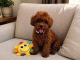 A Scrli Ev Üretimi Toy Poodle Yavrularimiz