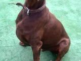 Avrupa Efsane Kalitede Doberman Yavruları