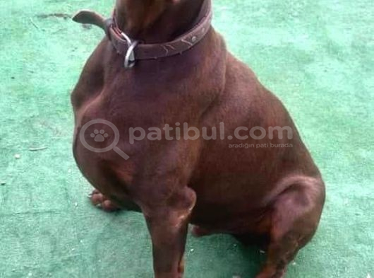 Avrupa Efsane Kalitede Doberman Yavruları görsel
