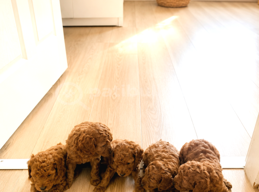 Minicikler Toy Poodle İzmir Balçova görsel
