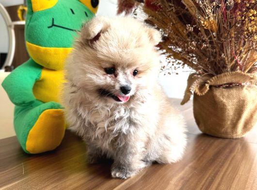 Tatlı Mı Tatlı Pomernian Boo Bebeğimiz görsel