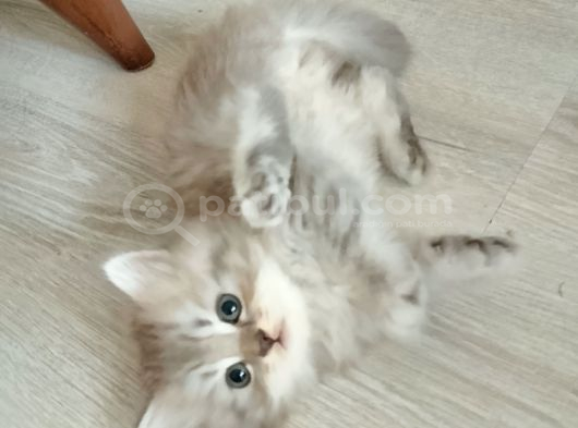 Sevimli 3 Yavrumuz Bulunmaktadir Manisa görsel
