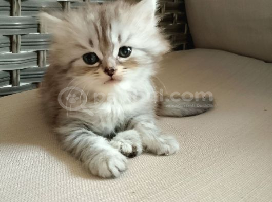 Sevimli 3 Yavrumuz Bulunmaktadir Manisa görsel