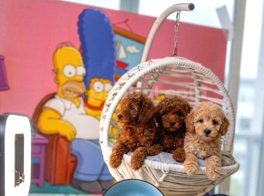 Safkan Toy Poodle Yavrulari