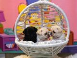 Safkan Pug Yavrulari