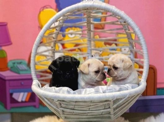 Safkan Pug Yavrulari
