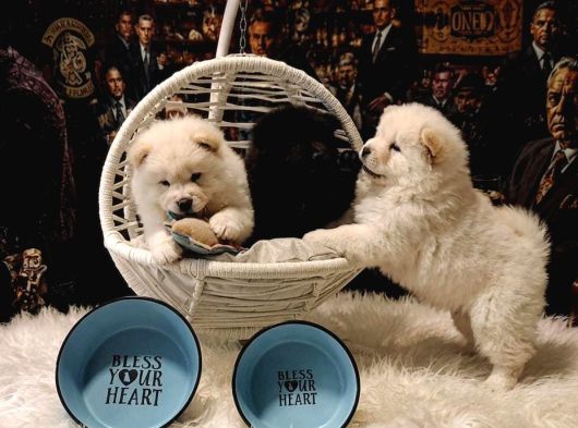 Safkan Chow Chow Yavrulari
