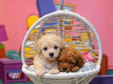 Safkan Malti̇poo Yavrulari