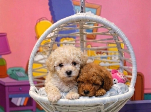 Safkan Malti̇poo Yavrulari