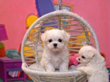 Safkan Teacup Maltese Terri̇er Yavrulari