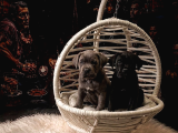 Safkan Cane Corso Yavrulari