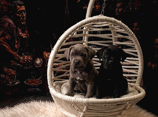 Safkan Cane Corso Yavrulari