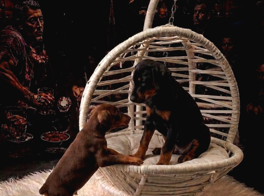 Safkan Doberman Yavrulari