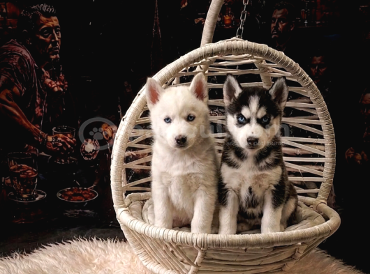 Safkan Mavi̇ Gözlü Husky Yavrulari