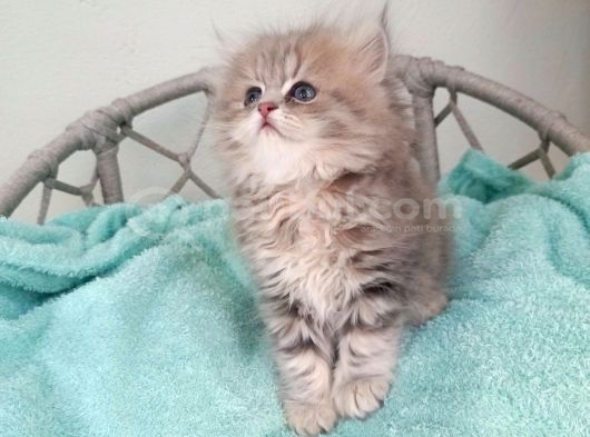 Sevimli British Golden Longhair Dişi Erkek Bebeklerim görsel