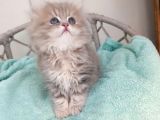 Sevimli British Golden Longhair Dişi Erkek Bebeklerim