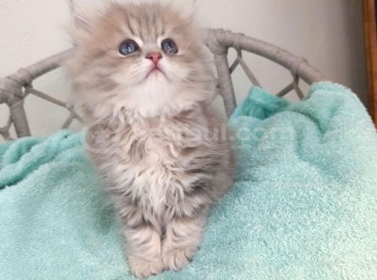 Sevimli British golden longhair dişi erkek bebeklerim