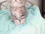 Sevimli British Golden Longhair Dişi Erkek Bebeklerim