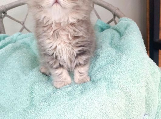 Sevimli British Golden Longhair Dişi Erkek Bebeklerim görsel