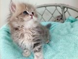 Sevimli British Golden Longhair Dişi Erkek Bebeklerim