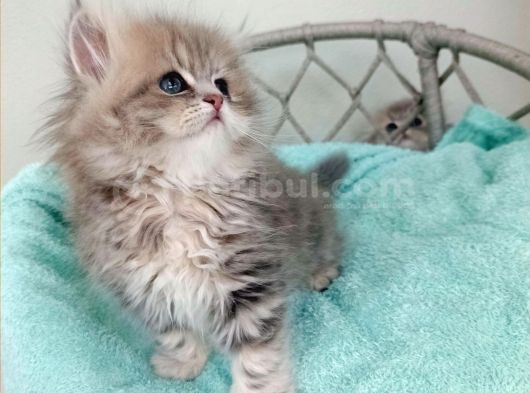 Sevimli British Golden Longhair Dişi Erkek Bebeklerim görsel