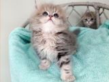 Sevimli British Golden Longhair Dişi Erkek Bebeklerim